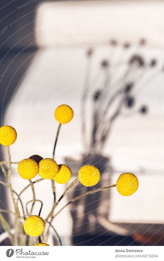 Craspedia globosa trockene Blumen Trockenblumen Billy-Knöpfe Blumenstrauß starker Schatten Sonne senfgelb Ball Bastelpapier Trommelstöcke Ewig trocken