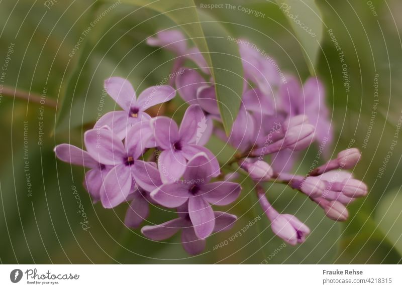 Flieder Blüten und Blütenknospen Fliederblüten Fliederknospen lila Knospen grün Nahaufnahme Frühling Garten blühen violett natürlich weich