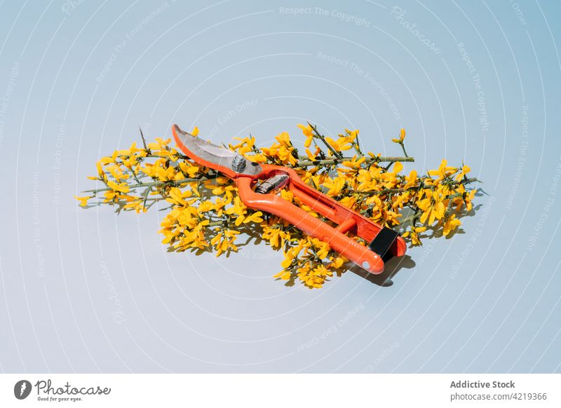 Zweige der Pflanze mit spitzen Stängeln Grafik u. Illustration Ast Blume Blütezeit Wachstum Blütenblatt piecken Botanik natürlich hell farbenfroh dünn Vorbau