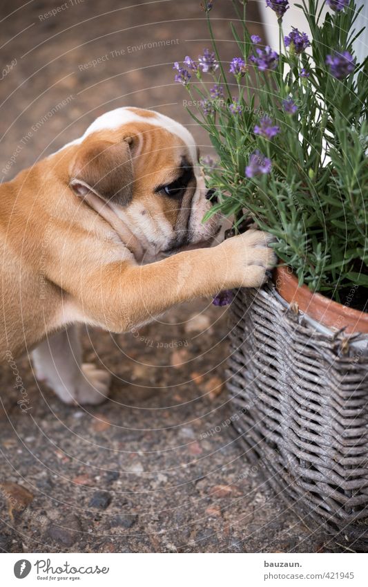 mops an lavendel. Freude Freizeit & Hobby Spielen Garten Pflanze Topfpflanze Lavendel Terrasse Wege & Pfade Haustier Hund Tiergesicht Fell Krallen Pfote Welpe 1