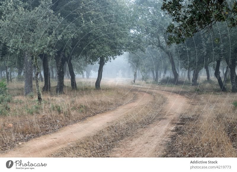 Alter Steineichenwald (Quercus ilex) an einem nebligen Tag mit hundert Jahre alten Bäumen, Zamora, Spanien. Majadas las majadas Halligen Eiche Wald Landschaft