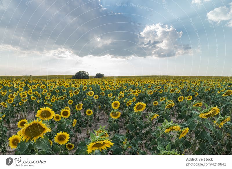 Blühende Sonnenblumen im Sommerfeld Feld Blütezeit gelb Landschaft Natur Ackerbau Umwelt Blume malerisch riesig ländlich Saison Pflanze Bauernhof Flora Wachstum