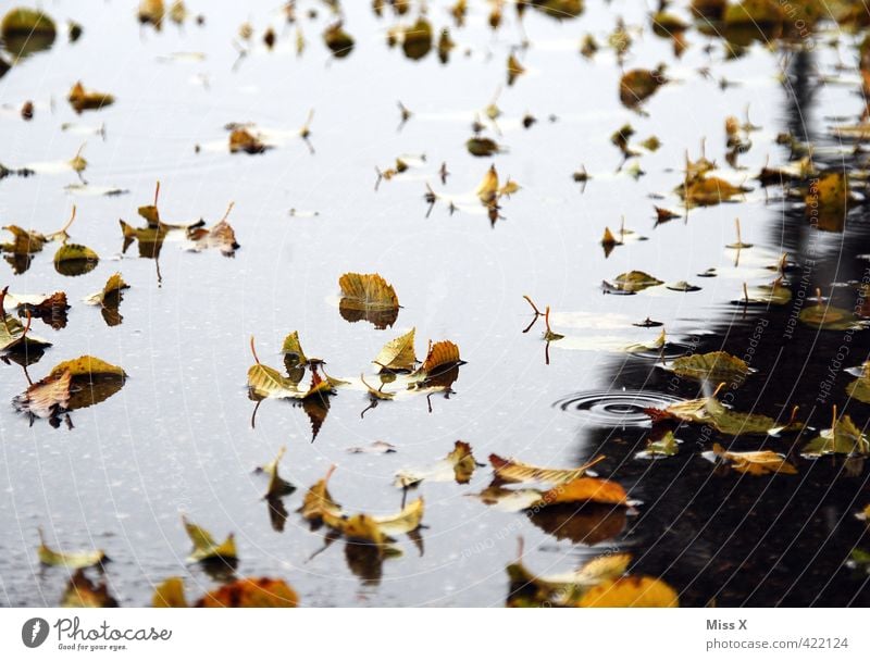 der Herbst Wasser Wetter schlechtes Wetter Unwetter Regen Blatt fallen kalt nass Ende Endzeitstimmung Vergänglichkeit Herbstlaub herbstlich Herbstbeginn