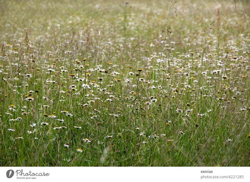 Grüne Wiese mit Gänseblümchen, Kamillenblüten und Gräsern Blumenwiese Blüten frühlingswiese Wiesenblume grün Gras Weide Sommer blühen Blühend wild Wildpflanze