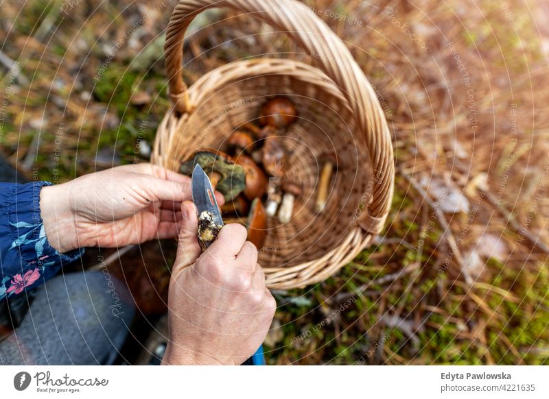 Pilzsammeln im Wald Pilze Lebensmittel frisch Gesundheit Pflanzen Bäume Polen Tag im Freien tagsüber Natur Herbst fallen wild grün Wildnis Outdoor-Veranstaltung