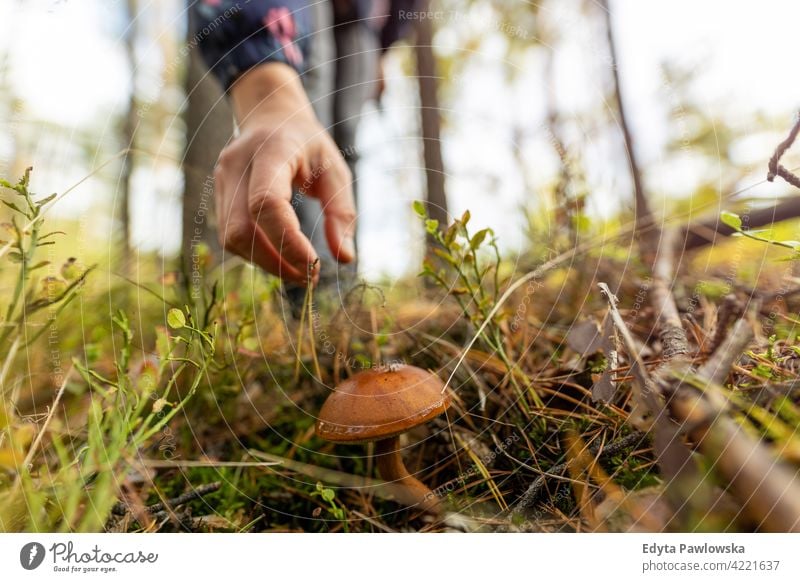 Pilzsammeln im Wald Pilze Lebensmittel frisch Gesundheit Pflanzen Bäume Polen Tag im Freien tagsüber Natur Herbst fallen wild grün Wildnis Outdoor-Veranstaltung