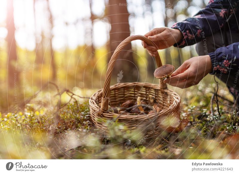 Pilzsammeln im Wald Pilze Lebensmittel frisch Gesundheit Pflanzen Bäume Polen Tag im Freien tagsüber Natur Herbst fallen wild grün Wildnis Outdoor-Veranstaltung