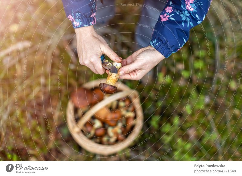 Pilzsammeln im Wald Pilze Lebensmittel frisch Gesundheit Pflanzen Bäume Polen Tag im Freien tagsüber Natur Herbst fallen wild grün Wildnis Outdoor-Veranstaltung