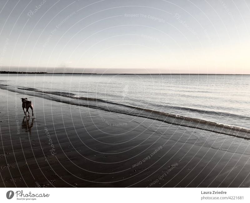 Hundespaziergang am Strand Familienhund Hunde am Strand Tier Hundeauslauf Tierporträt Schatten Hundeausführen Hund spielend Haustier MEER Wasser Außenaufnahme