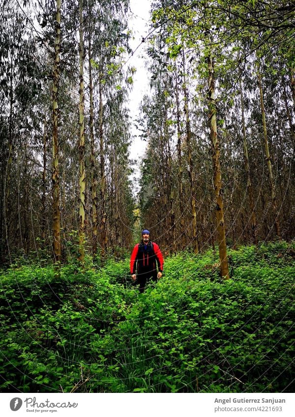 Person umgeben von hohen grünen Bäumen Baum männlich Erwachsener Natur im Freien Wald Errungenschaft Ehrfurcht horizontal Mann jung Lifestyle Kaukasier Porträt