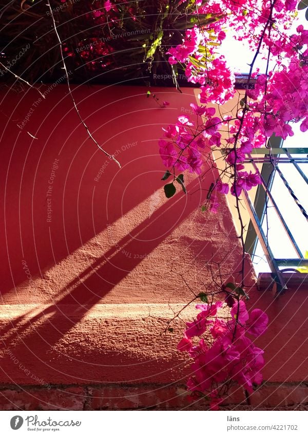 Mediterranes Stadtleben Bougainvillea Farbfoto Außenaufnahme rosa Blühend Licht Schatten Fassade Pflanze Menschenleer Sonnenlicht mediterran Blüte Kontrast