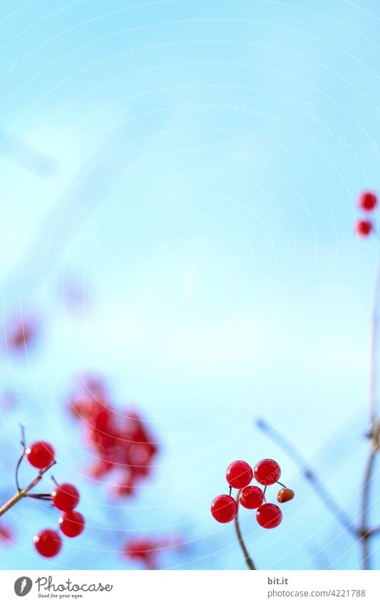 Rote Beeren, vor blauem Himmel... rot Blauer Himmel Beerensträucher Beerenfruchtstand Pflanze Natur Sträucher Tag Herbst Umwelt Schwache Tiefenschärfe Frucht