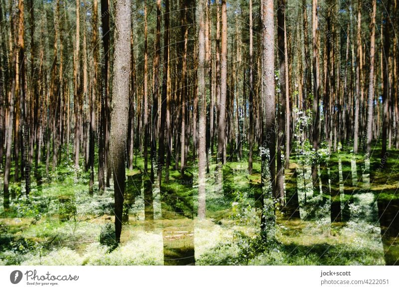 back to the roots | den Wald vor lauter Bäume sehen Nadelbäume Baumstamm Natur Naturschutzgebiet Doppelbelichtung Waldboden Nadelwald Lichterscheinung