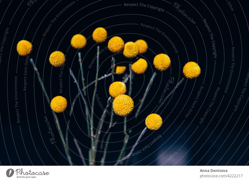 Craspedia globosa trockene Blumen Trockenblumen Billy-Knöpfe Blumenstrauß starker Schatten Sonne senfgelb Ball Bastelpapier Trommelstöcke Ewig trocken