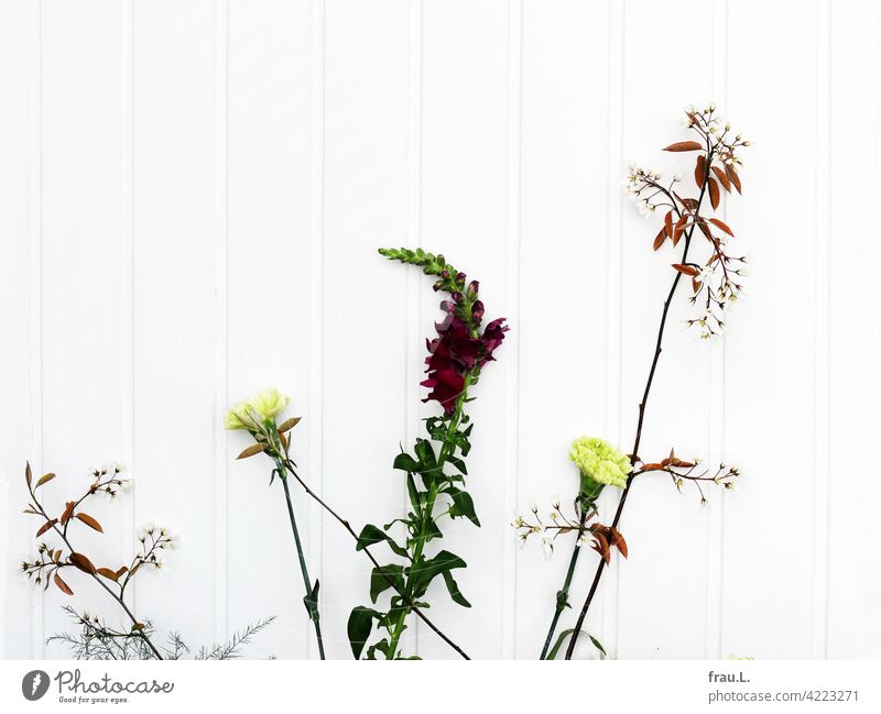 Wartende Blumen Löwenmäulchen Nelke Felsenbirne Pflanze Frühling Holzwand