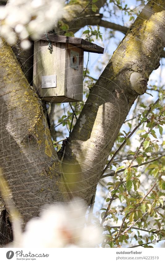 hängendes Vogelhäuschen in weiß blühendem Obstbaum vogelhäuschen blüten nest Natur Außenaufnahme Garten Frühling Blühend natürlich Farbfoto Frühlingsgefühle