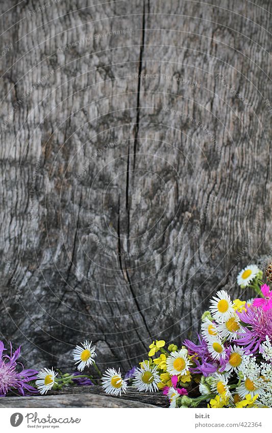 Blumenstadel Häusliches Leben Dekoration & Verzierung Valentinstag Muttertag Geburtstag Natur Pflanze Frühling Sommer Herbst Blühend Duft natürlich schön Glück