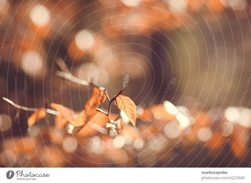 Herbstliche Hintergrundbeleuchtung Blätter Bokeh abschließen Konifere Koniferenwald Nadelwald Aushärten geschnitten dichter Wald trocknen Tannenzweig