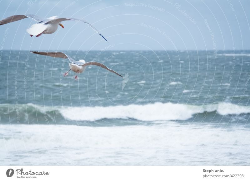 Abflug! Luft Wasser Wolken schlechtes Wetter Wellen Küste Strand Nordsee Meer Vogel Möwe 2 Tier beobachten Bewegung fliegen Jagd Blick frei Unendlichkeit hoch