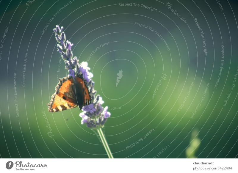 Kleiner Fuchs Natur Pflanze Tier Sommer Schönes Wetter Blume Blüte Lavendel Garten Schmetterling Flügel 1 fliegen ästhetisch Duft natürlich schön grün violett