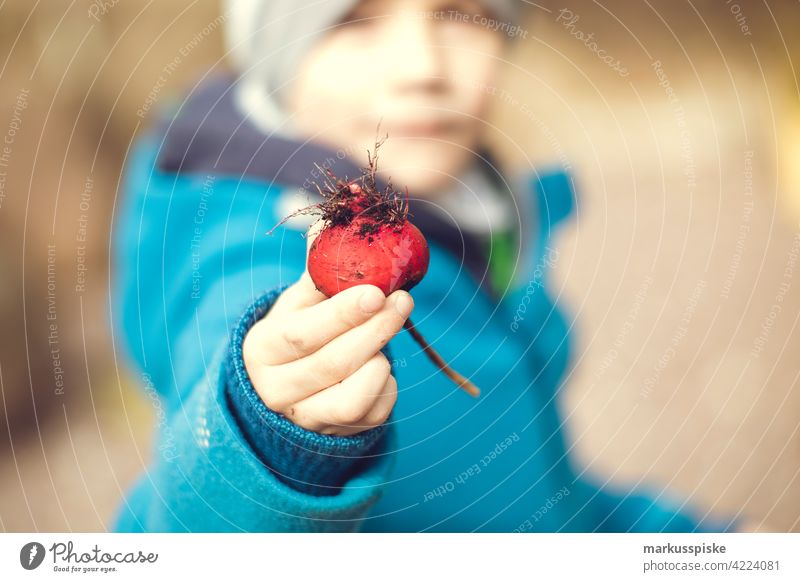 Selbstversorgung Radieschen Ernte Essen ernten Garten Gartenarbeit Gartenbau Nahrung Nahrungsmittel Erde humus Kind Kindheit Erfahrung Bildung Landwirtschaft