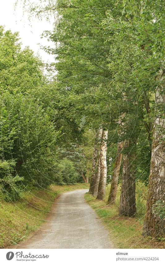 Weg, gesäumt von Wiese, grünen Büschen und Laubbäumen / Ausflug / aktive Erholung Landstraße kurvig Kurve Laubbaum Ahorn Blätter Busch üppig Rasen Sommer Ruhe