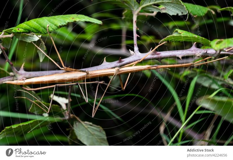 Kopulation des Stabheuschreckenpaares Bacillus rossius im Dornbusch über Nacht Bazillus rossius Phasmiden phasmatodea kleben Tierwelt Pflanze Nahaufnahme