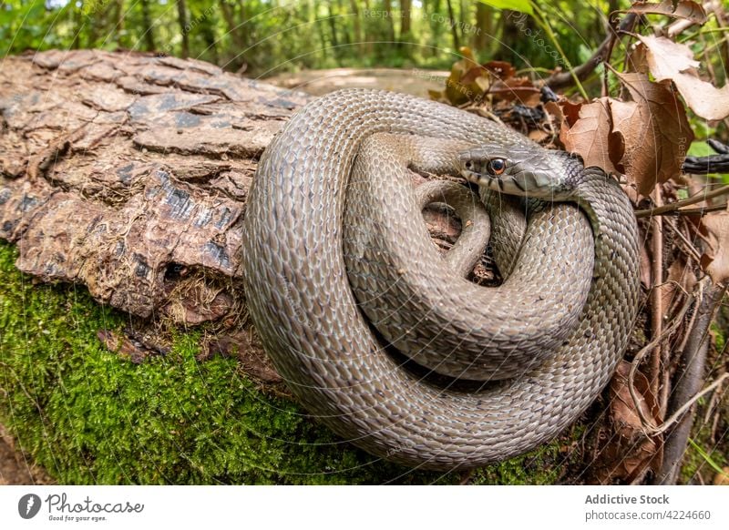 Mediterrane Ringelnatter Natrix astreptophora in ihrem Waldlebensraum mit einem Bach Grasschlange natrix Tier Astreptophora Hintergrund schließen Nahaufnahme