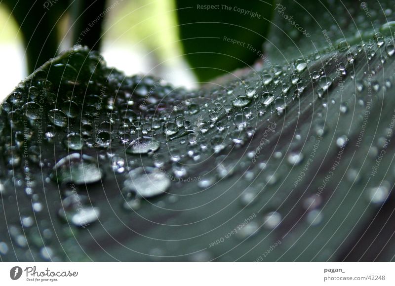 Morgentau? Pflanze Blatt Regen Wasser Wassertropfen Makroaufnahme Detailaufnahme