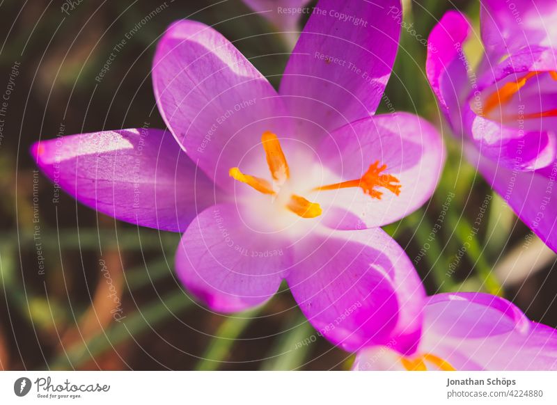 Frühblüher Krokus Makroaufnahme violett Draufsicht Schwache Tiefenschärfe Licht Tag Menschenleer Detailaufnahme Nahaufnahme Außenaufnahme mehrfarbig Farbfoto