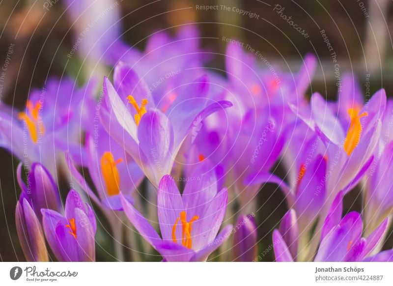 Frühblüher Krokus Makroaufnahme violett Schwache Tiefenschärfe Licht Tag Menschenleer Detailaufnahme Nahaufnahme Außenaufnahme mehrfarbig Farbfoto Blühend