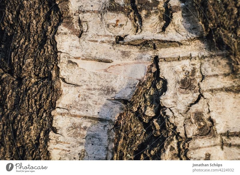 Bikenrinde Nahaufnahme Baum Holz braun Baumrinde Strukturen & Formen Makroaufnahme Riss Menschenleer Tag Farbfoto Detailaufnahme Furche Baumstamm Außenaufnahme