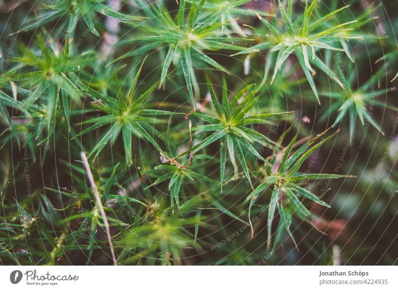 Goldenes Frauenhaarmoos Polytrichum commune Makro Schwache Tiefenschärfe Tag Menschenleer Nahaufnahme Waldboden bewachsen weich Farbfoto Außenaufnahme Moos