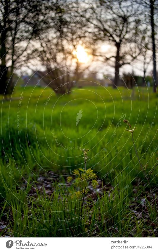 Abenddämmerung im Frühling mit Wiese und Bäumen und so abend ast baum dunkel erholung erwachen ferien frühjahr frühling frühlingserwachen garten himmel