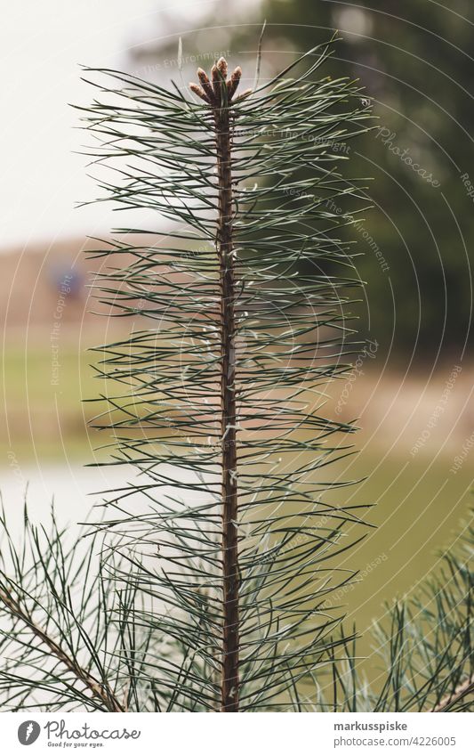 Tannenzweig Bokeh abschließen Konifere Koniferenwald Nadelwald Aushärten geschnitten dichter Wald trocknen Tannenzapfen Forstwirtschaft Frucht Brennholz