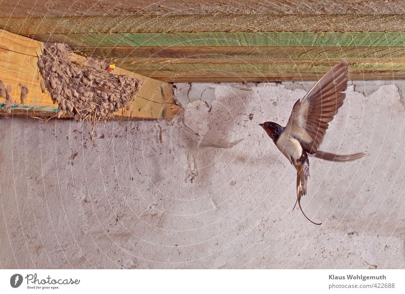 Rauchschwalbe im Anflug auf ihr Nest, dort wartet schon der hungrige Nachwuchs Sommer Bauwerk Gebäude Stall Scheune Mauer Wand Dach Wildtier Vogel Tiergesicht 2