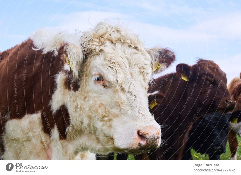 große weiße Kuh und braun hübsche Farben Schaftstirn grün Bulle Naturschutzgebiet natürlich Porträt niedlich Gras Feld silverdale wild melken Land Ackerbau