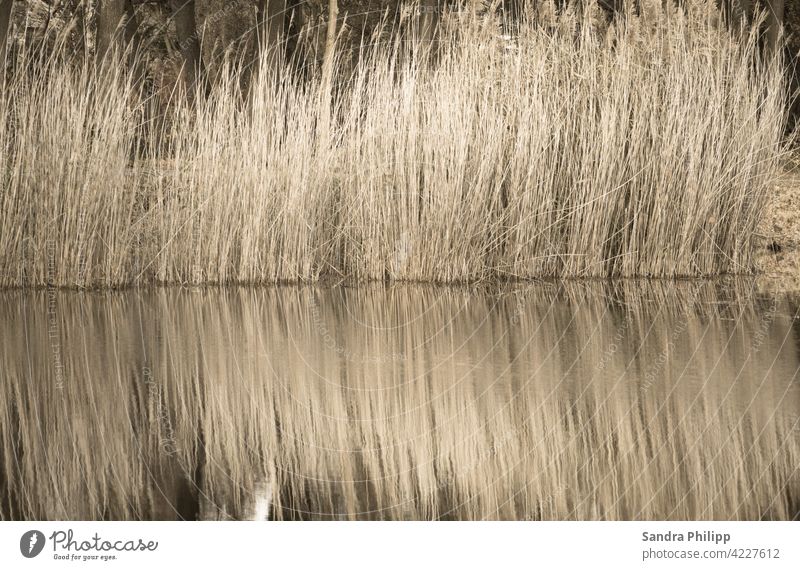 Spiegelung von hellbraunem Schilf Wasser Reflexion & Spiegelung Seeufer Idylle Umwelt Landschaft Außenaufnahme Natur ruhig Farbfoto Erholung friedlich