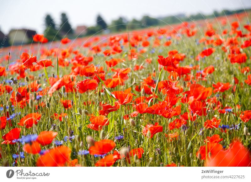 Feld mit leuchtend roten Mohnblumen im Sommer. Wien, Österreich. Papaver Papaver rhoeas Papaveraceae Blütezeit Überstrahlung botanisch Botanik Flora geblümt