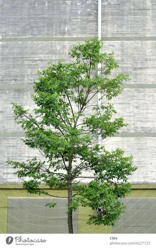 Baum mit Bunker Grün Beton Fassade Regenrohr Wand Mauer Außenaufnahme Farbfoto Menschenleer Gebäude Architektur Bauwerk Strukturen & Formen Muster Linie