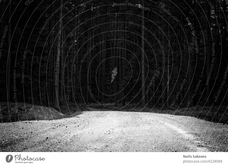 Schotterstraße endet im Wald. Baum Kiefer Natur Bäume Holz Landschaft grün Wälder Sommer Straße Weg Gras Sonne Herbst Park Birke Kofferraum Umwelt Waldgebiet