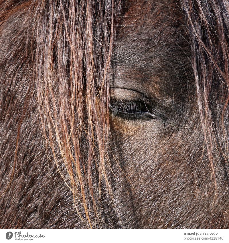 schönes braunes Pferdeauge Porträt Tier wild Kopf Auge Ohren Behaarung Natur niedlich Schönheit elegant wildes Leben Tierwelt ländlich Wiese Bauernhof