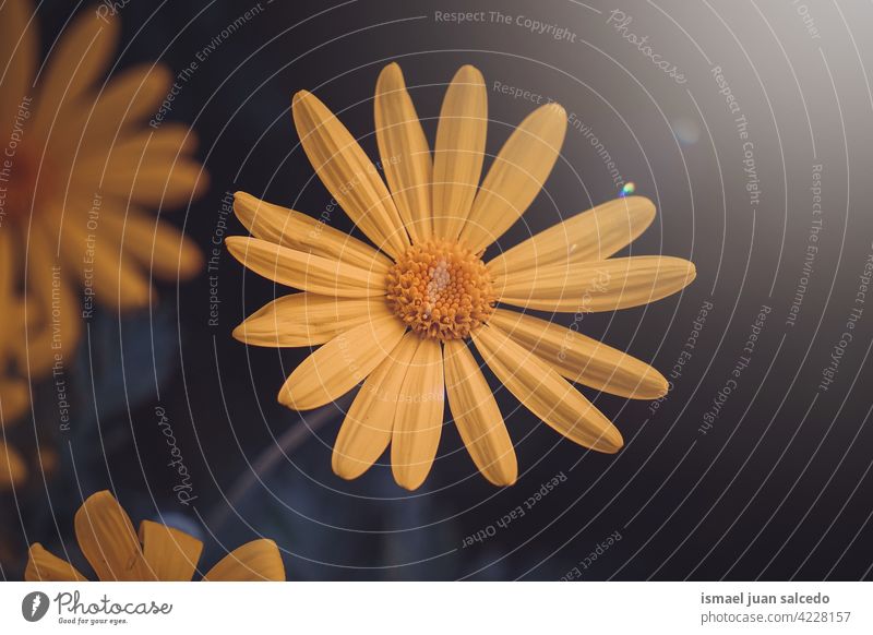 romantische gelbe Gänseblümchen Blume im Garten im Frühling Blütenblätter Pflanze geblümt Flora Natur dekorativ Dekoration & Verzierung Schönheit