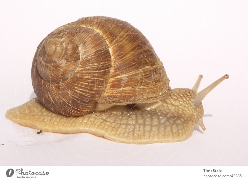 Schnecke Weinbergschnecken Schneckenhaus Verkehr Weichtier