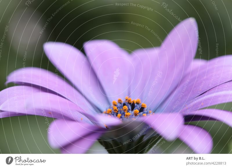 Frühlingsblick blume blüte margerite lila blütenblätter