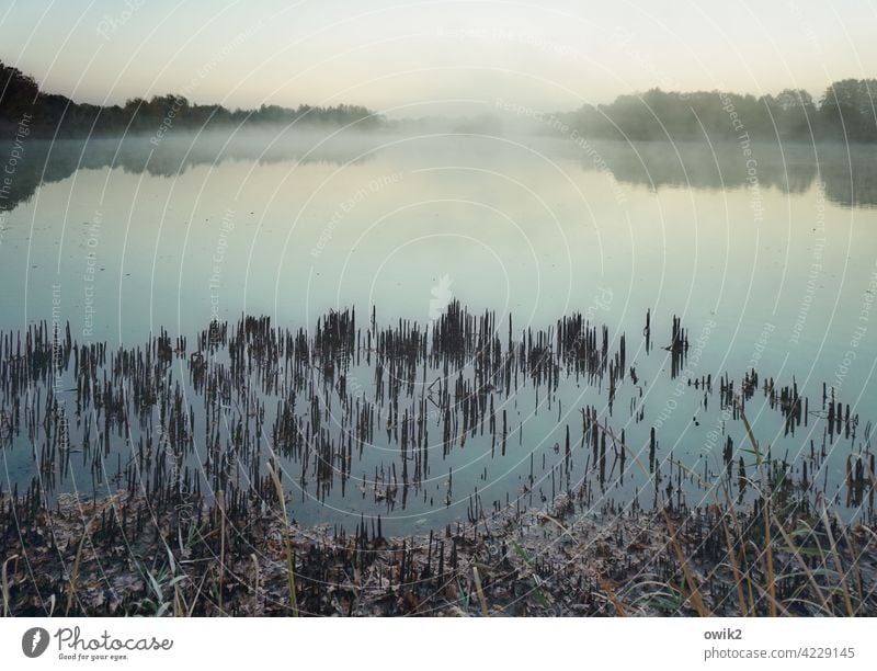 Nebelseeufer Seeufer Teich Idylle ruhig Sträucher Baum Schönes Wetter Horizont Wolkenloser Himmel Wasser Pflanze Landschaft Natur Umwelt Morgennebel friedlich