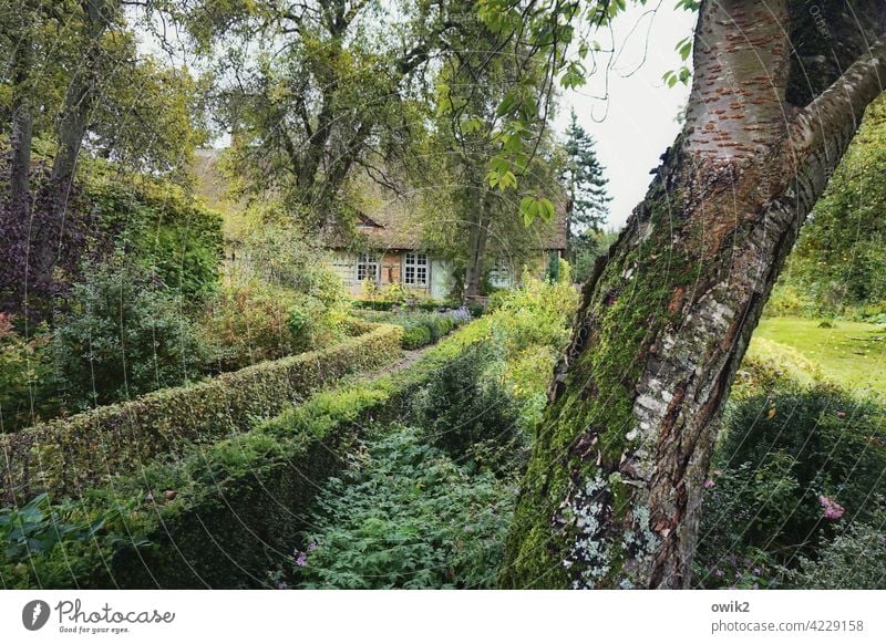 Bemoost und verwittert Garten Gartenpflanzen Mecklenburg-Vorpommern Reetdachhaus Norddeutschland Detailaufnahme Abend Haus Zufriedenheit friedlich Blatt Blüte