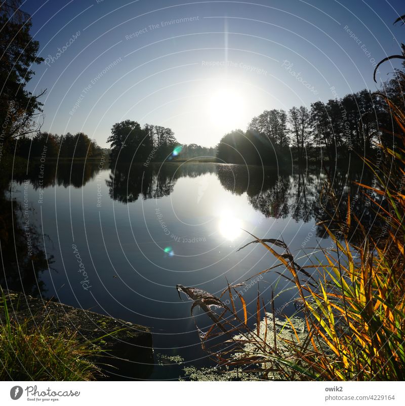 Blendwerk See Seeufer Teich Insel Röhricht Sträucher Gras Schönes Wetter Luft Wasser Wolkenloser Himmel Horizont Pflanze Landschaft Natur Umwelt leuchten