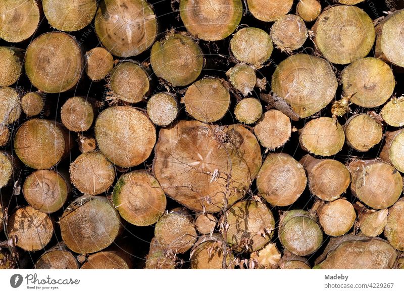 Holzstapel mit zersägten Baumstämmen nach Forstarbeiten in Oerlinghausen bei Bielefeld im Teutoburger Wald in Ostwestfalen-Lippe Stamm Baumstamm Rund Kreis