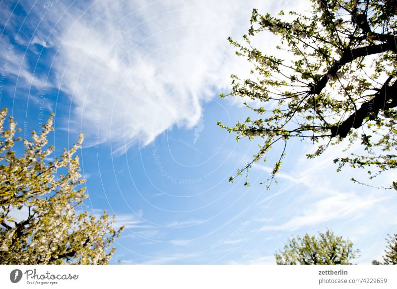 KIrschbaum, Birnbaum und Apfelbaum (Details, v.l.n.r.) ast erholung erwachen ferien frühjahr frühling frühlingserwachen garten himmel kleingarten